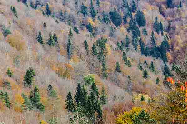 Reyno de Navarra - selva de Irati 10.jpg